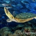 turtle_sea_green_dar_h_0225_ecu1010.jpg